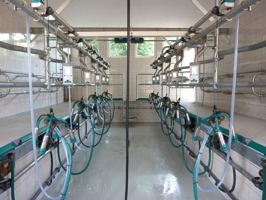 GEA molzna oprema v slovenskem hlevu